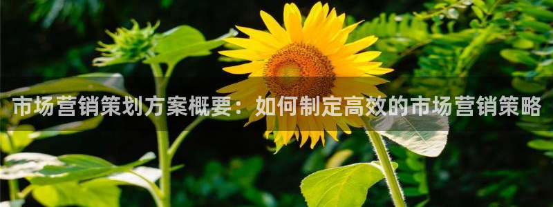 必赢官网：市场营销策划方案概要